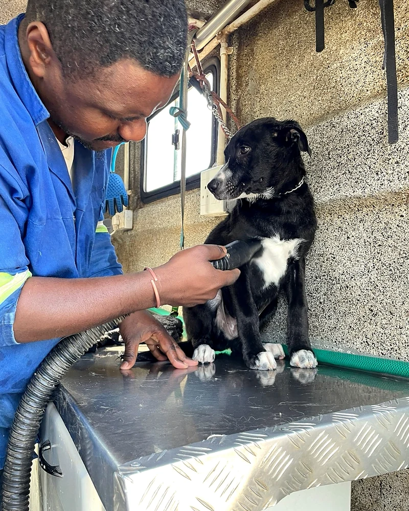 Vule grooming a black-and-white dog at A Floor of Dogs