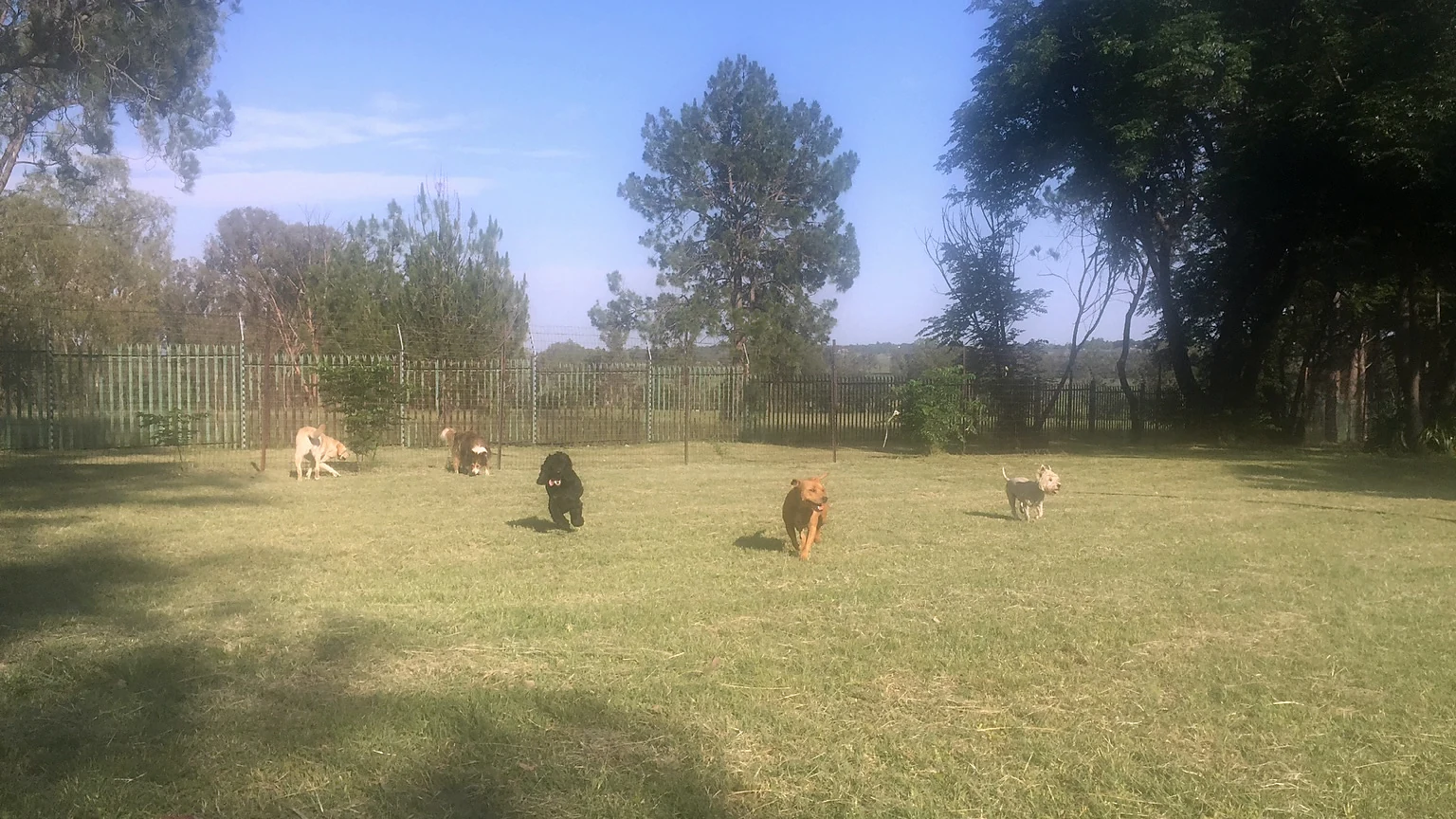 Dogs exercising in the paddock at A Floor of Dogs in Kyalami
